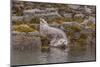 USA, Alaska, Katmai National Park, Kukak Bay. Harbor Seal-Frank Zurey-Mounted Photographic Print