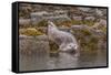 USA, Alaska, Katmai National Park, Kukak Bay. Harbor Seal-Frank Zurey-Framed Stretched Canvas