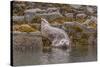 USA, Alaska, Katmai National Park, Kukak Bay. Harbor Seal-Frank Zurey-Stretched Canvas