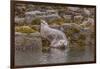 USA, Alaska, Katmai National Park, Kukak Bay. Harbor Seal-Frank Zurey-Framed Photographic Print