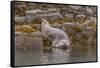 USA, Alaska, Katmai National Park, Kukak Bay. Harbor Seal-Frank Zurey-Framed Stretched Canvas