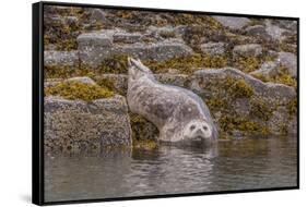 USA, Alaska, Katmai National Park, Kukak Bay. Harbor Seal-Frank Zurey-Framed Stretched Canvas