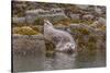 USA, Alaska, Katmai National Park, Kukak Bay. Harbor Seal-Frank Zurey-Stretched Canvas