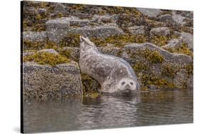 USA, Alaska, Katmai National Park, Kukak Bay. Harbor Seal-Frank Zurey-Stretched Canvas