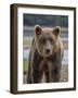 USA, Alaska, Katmai National Park of Grizzly Bear-Frank Zurey-Framed Photographic Print