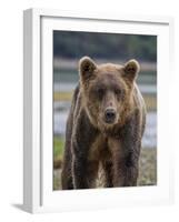 USA, Alaska, Katmai National Park of Grizzly Bear-Frank Zurey-Framed Photographic Print