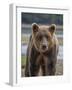 USA, Alaska, Katmai National Park of Grizzly Bear-Frank Zurey-Framed Photographic Print