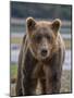 USA, Alaska, Katmai National Park of Grizzly Bear-Frank Zurey-Mounted Photographic Print