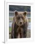 USA, Alaska, Katmai National Park of Grizzly Bear-Frank Zurey-Framed Photographic Print