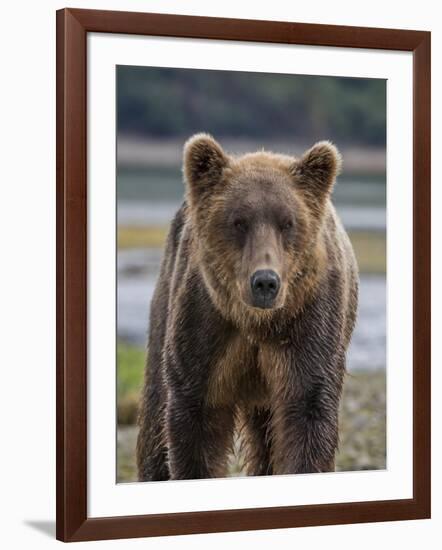 USA, Alaska, Katmai National Park of Grizzly Bear-Frank Zurey-Framed Photographic Print