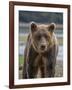 USA, Alaska, Katmai National Park of Grizzly Bear-Frank Zurey-Framed Photographic Print