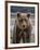 USA, Alaska, Katmai National Park of Grizzly Bear-Frank Zurey-Framed Photographic Print