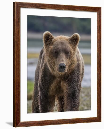 USA, Alaska, Katmai National Park of Grizzly Bear-Frank Zurey-Framed Photographic Print