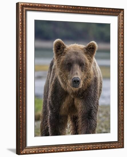 USA, Alaska, Katmai National Park of Grizzly Bear-Frank Zurey-Framed Photographic Print