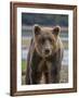 USA, Alaska, Katmai National Park of Grizzly Bear-Frank Zurey-Framed Photographic Print