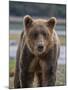 USA, Alaska, Katmai National Park of Grizzly Bear-Frank Zurey-Mounted Photographic Print