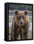 USA, Alaska, Katmai National Park of Grizzly Bear-Frank Zurey-Framed Stretched Canvas