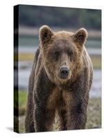 USA, Alaska, Katmai National Park of Grizzly Bear-Frank Zurey-Stretched Canvas