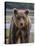 USA, Alaska, Katmai National Park of Grizzly Bear-Frank Zurey-Stretched Canvas