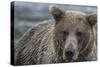 USA, Alaska, Katmai National Park of Grizzly Bear.-Frank Zurey-Stretched Canvas