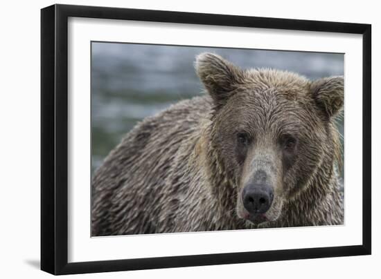 USA, Alaska, Katmai National Park of Grizzly Bear.-Frank Zurey-Framed Photographic Print