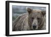 USA, Alaska, Katmai National Park of Grizzly Bear.-Frank Zurey-Framed Photographic Print