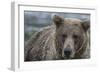 USA, Alaska, Katmai National Park of Grizzly Bear.-Frank Zurey-Framed Photographic Print