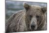 USA, Alaska, Katmai National Park of Grizzly Bear.-Frank Zurey-Mounted Photographic Print