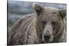 USA, Alaska, Katmai National Park of Grizzly Bear.-Frank Zurey-Stretched Canvas