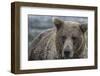 USA, Alaska, Katmai National Park of Grizzly Bear.-Frank Zurey-Framed Photographic Print