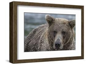 USA, Alaska, Katmai National Park of Grizzly Bear.-Frank Zurey-Framed Photographic Print