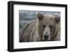 USA, Alaska, Katmai National Park of Grizzly Bear.-Frank Zurey-Framed Photographic Print