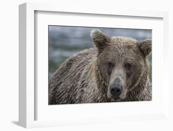 USA, Alaska, Katmai National Park of Grizzly Bear.-Frank Zurey-Framed Photographic Print