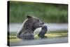 USA, Alaska, Katmai NP, Coastal Brown Bear eating a Salmon remains.-Paul Souders-Stretched Canvas