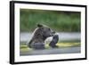 USA, Alaska, Katmai NP, Coastal Brown Bear eating a Salmon remains.-Paul Souders-Framed Photographic Print