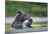 USA, Alaska, Katmai NP, Coastal Brown Bear eating a Salmon remains.-Paul Souders-Mounted Photographic Print