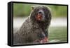 USA, Alaska, Katmai NP, Coastal Brown Bear eating salmon at Kinak Bay.-Paul Souders-Framed Stretched Canvas