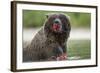 USA, Alaska, Katmai NP, Coastal Brown Bear eating salmon at Kinak Bay.-Paul Souders-Framed Photographic Print