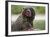 USA, Alaska, Katmai NP, Coastal Brown Bear eating salmon at Kinak Bay.-Paul Souders-Framed Photographic Print