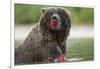 USA, Alaska, Katmai NP, Coastal Brown Bear eating salmon at Kinak Bay.-Paul Souders-Framed Photographic Print