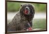 USA, Alaska, Katmai NP, Coastal Brown Bear eating salmon at Kinak Bay.-Paul Souders-Framed Photographic Print