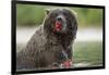 USA, Alaska, Katmai NP, Coastal Brown Bear eating salmon at Kinak Bay.-Paul Souders-Framed Photographic Print