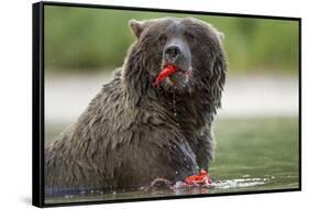 USA, Alaska, Katmai NP, Coastal Brown Bear eating salmon at Kinak Bay.-Paul Souders-Framed Stretched Canvas