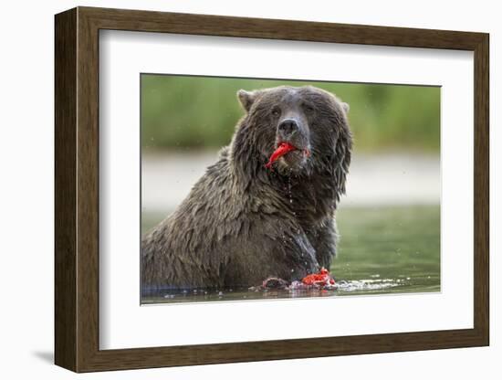 USA, Alaska, Katmai NP, Coastal Brown Bear eating salmon at Kinak Bay.-Paul Souders-Framed Photographic Print