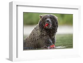 USA, Alaska, Katmai NP, Coastal Brown Bear eating salmon at Kinak Bay.-Paul Souders-Framed Photographic Print