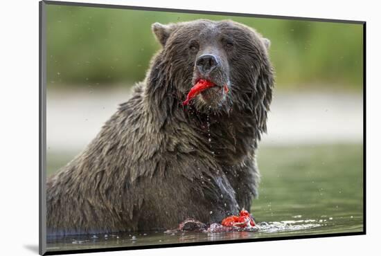 USA, Alaska, Katmai NP, Coastal Brown Bear eating salmon at Kinak Bay.-Paul Souders-Mounted Photographic Print