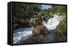 USA, Alaska, Katmai NP, Coastal Brown Bear fishing for salmon.-Paul Souders-Framed Stretched Canvas