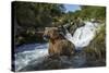 USA, Alaska, Katmai NP, Coastal Brown Bear fishing for salmon.-Paul Souders-Stretched Canvas