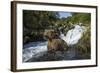 USA, Alaska, Katmai NP, Coastal Brown Bear fishing for salmon.-Paul Souders-Framed Photographic Print