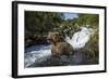 USA, Alaska, Katmai NP, Coastal Brown Bear fishing for salmon.-Paul Souders-Framed Photographic Print